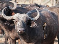 Wild Buffel 1